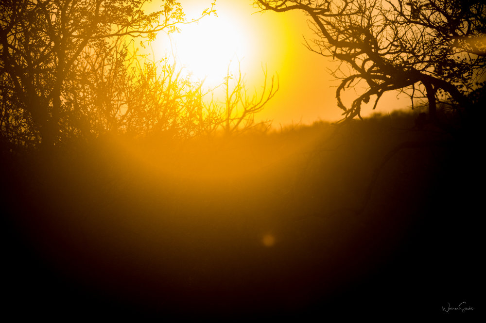 Safari Sunset.jpg